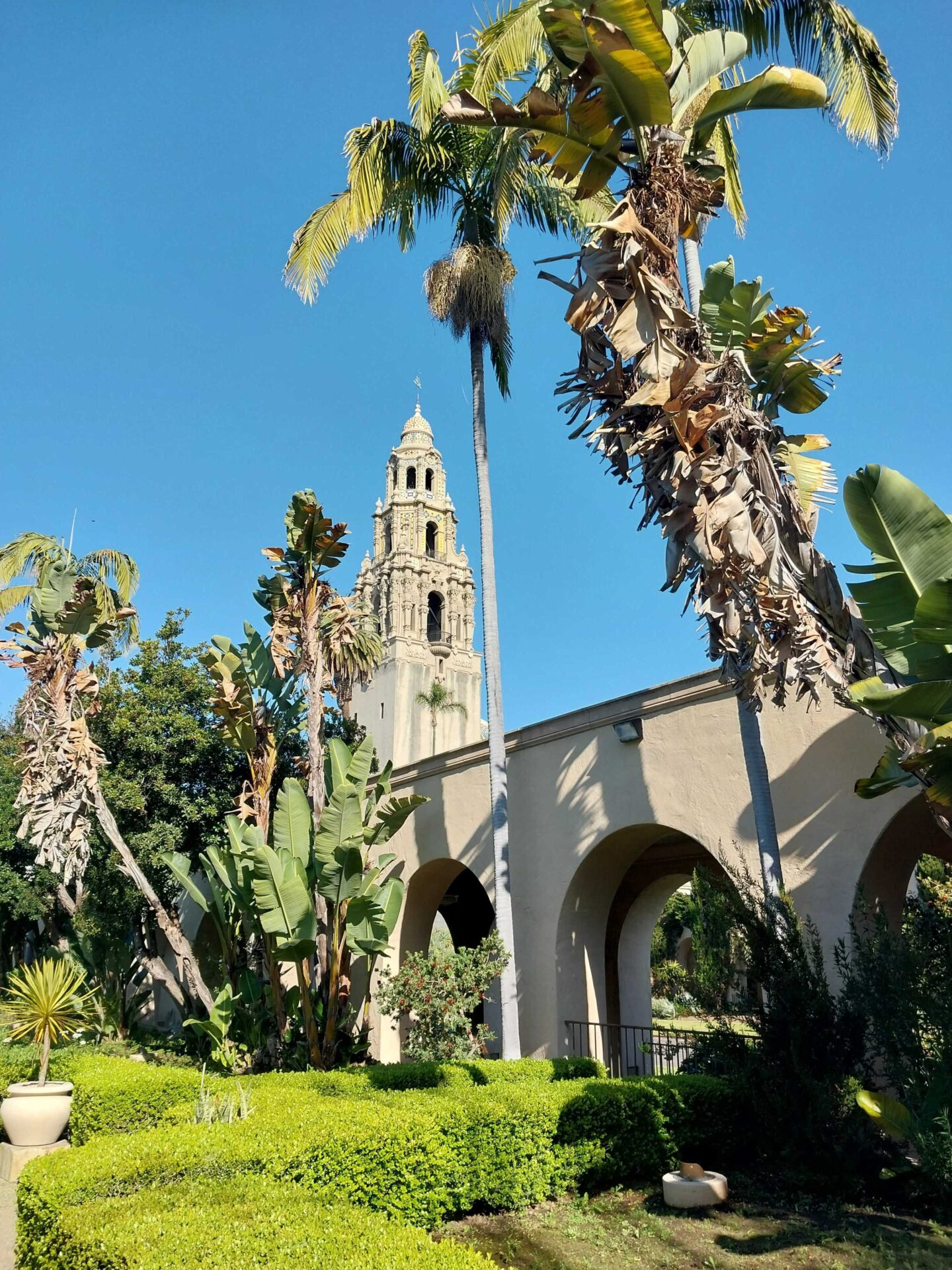 A view of the California Tower of the Museum of Us, framed by palm trees against a clear, blue sky.