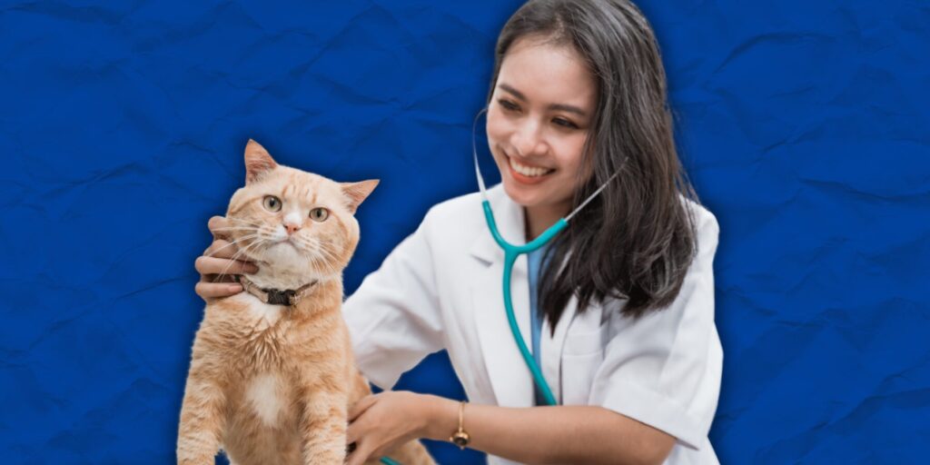 A female veterinarian examines a pale orange tabby cat.