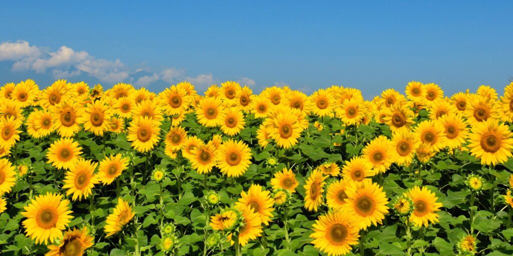 A field of yellow sunflowers under a blue sky.
